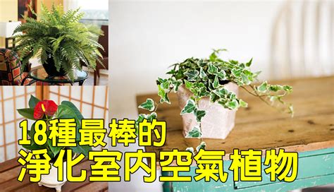 銀斑葛風水|【淨化空氣又好養的9大類室內植物！連NASA也推薦！】